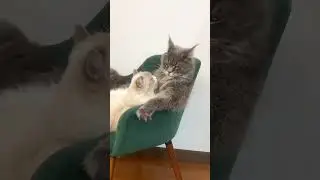 kiss me  fun2023 #shorts  #tiktok  #cat  #funny  #jokes  #animal