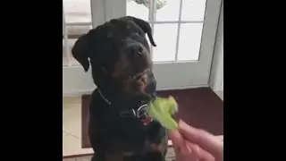Rottweiler Hate Vegetables | You Want Some KRot?