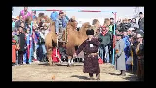 Camel Festival in Mongolia (2011)