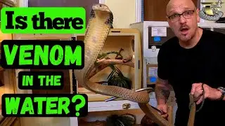 Venomous Vipers: Myths, Venom, & Feeding