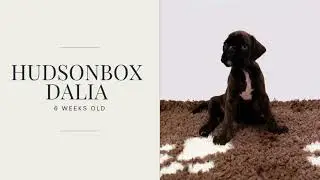 Hudsonbox Dalia @ 6 weeks old