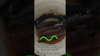 Сегодня будем готовить бульон змееный лечебный для семьи