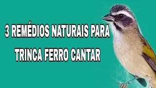 3 REMÉDIO NATURAL PARA TRINCA FERRO CANTAR!!