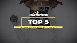 Top Tips For Pet Photography