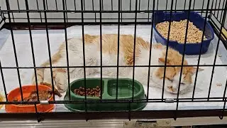 Монастырские кошки в прямом эфире