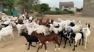 Qurbani k Sasty Bakray | 03326247222