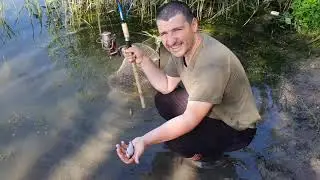 June crucian carp. Novolukoml 2020.