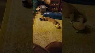 Max entertaining himself, ignor the mess tho