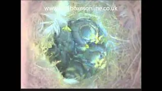 Blue tit feeding