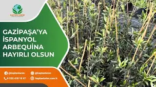 Gazipaşa'ya İspanyol Arbequina Hayırlı Olsun