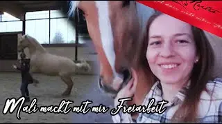 7 Jahre Partnerschaft ❤️ Spielerische Freiarbeit mit meinem Lusitano Paint // Reitertutorials