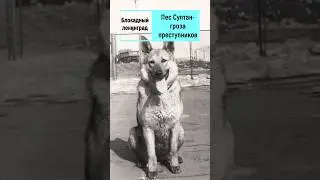 Пес Султан -  гроза преступников блокадного Ленинграда. 