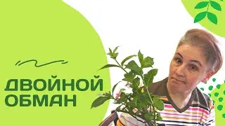 Хотела сирень, но купила черемуху,  а оказалось, что это...