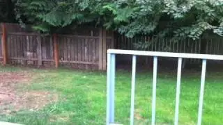600conifer.wmv