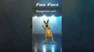 Fun Facts : Kangaroo Edition 🤣