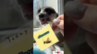 Позяста #meerkat #сурикотики #cat #шпротик
