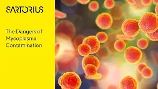 The Dangers of Mycoplasma Contamination
