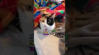 CAT Makes A Cat Fort! 😱 #cat #cats #shorts