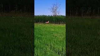 Рыбалка.Неожиданная встреча 👍👍👍 #fishing #рыбалка #shorts