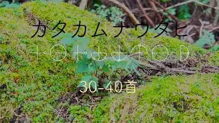 カタカムナウタヒ【第30−40首】(雷の強い光が入っています/This video contains flashing lights of thunder)