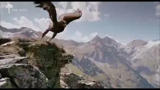 Aigle contre chamois - des images impréssionnantes