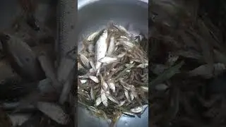 ចូលចំរុះបងប្អូន រស់ឆ្នាញ៉ជាប់មាត់ ជីបៗ ម៉ង #fish #thrimp #foodshorts