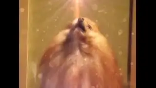 Шпиц читает рэп