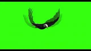 EAGLE #6  || GREEN SCREEN  || ANIMATION  || FREE 3D