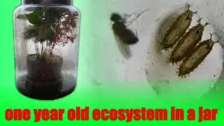 I put fruit flies in a jar for a year