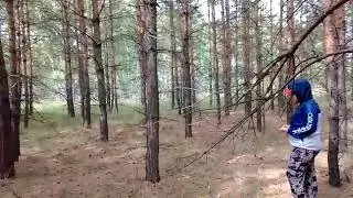 Сосновый лес, маслята зернистые