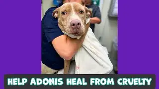Help Adonis Heal From Severely Embedded Collar