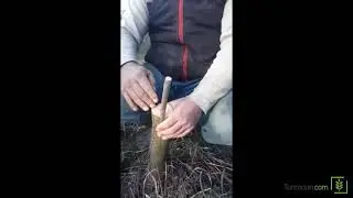 Oyma Aşı ve Ağaç Aşı yöntemleri