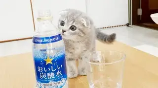Kitten Lulu tries carbonated water for the first time.