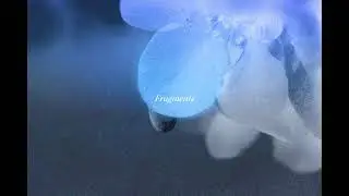 Blurry – Fragments
