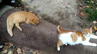 Два рыжих кота отдыхают на трубах - рыжий бесстыжий