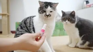 How do cats cope with the pungent taste of mint?🐱🤣| SD猫の夢島💗