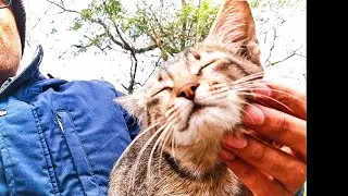 Talkative Cat /बातूनी बिल्लू / Batuni Billi /A Human Cat / Street Kitten makes you a CAT 😂/