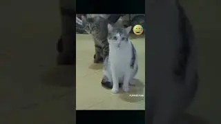 Смешное видео кошки 