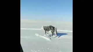 It's frozen cow