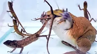 Asian Bullfrog Eats Many Big Tree Lizard! Mr Frog Live Feeding
