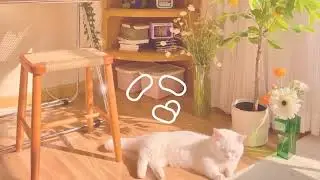 Working BGM Comfortable music that makes you feel positive   Positive Morning   Daily Routine