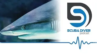 Cocaine Shark Found in Brazil #scuba #news #podcast