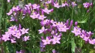 Bach Flower Remedies - Centaury