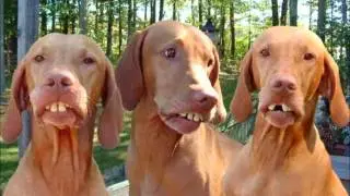 LOS PERROS LOCOS HABLANDO DE TARINGA video de taringa_jean