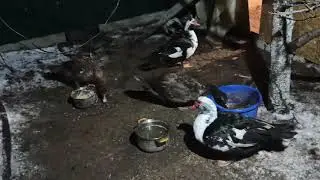 Индоутки. Поздний ужин)