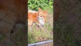 Это очень мило)))😍😍😍 It's very sweet)))😍😍😍