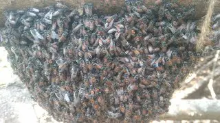 Relocation of Honey Bees Mumbai. Honey bee Conservation  (Apis Florea ) From City to Forest
