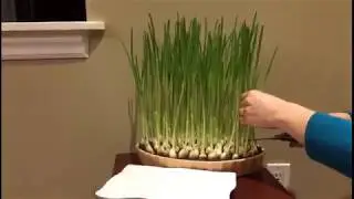 I grow garlic at home