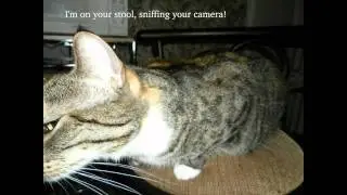 Cats lol!  Quick song
