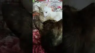 Коли ти її любишь але вона без настрою 😅#cat #funnycats #кошки #cutecat #kitten #смішнікоти